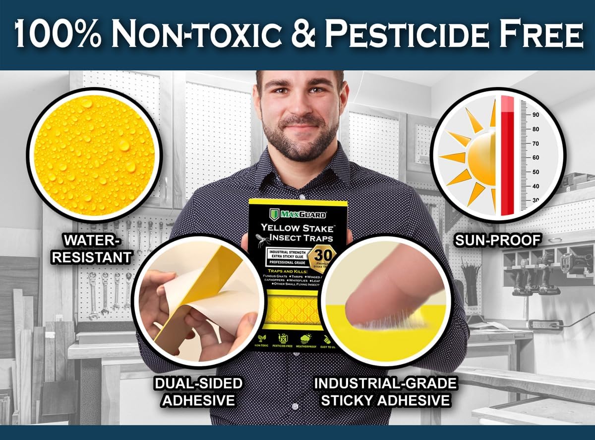 MAXGUARD (30 Pack) Yellow Stake Sticky Insect/Bug Traps - Catch and Kill Fungus Gnats, Whiteflies, Mosquitos, Aphids, Leaf Miners, Flying Insect Catcher Glue Trappers for Indoor or Outdoor
