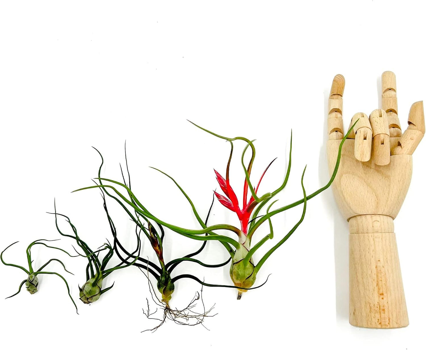 Air Plants - Flowering Tillandsia Bulbosa Belize, Giant 7-9" - 1ct - Live Arrival Guaranteed - House Plants for Home Decor & Gift