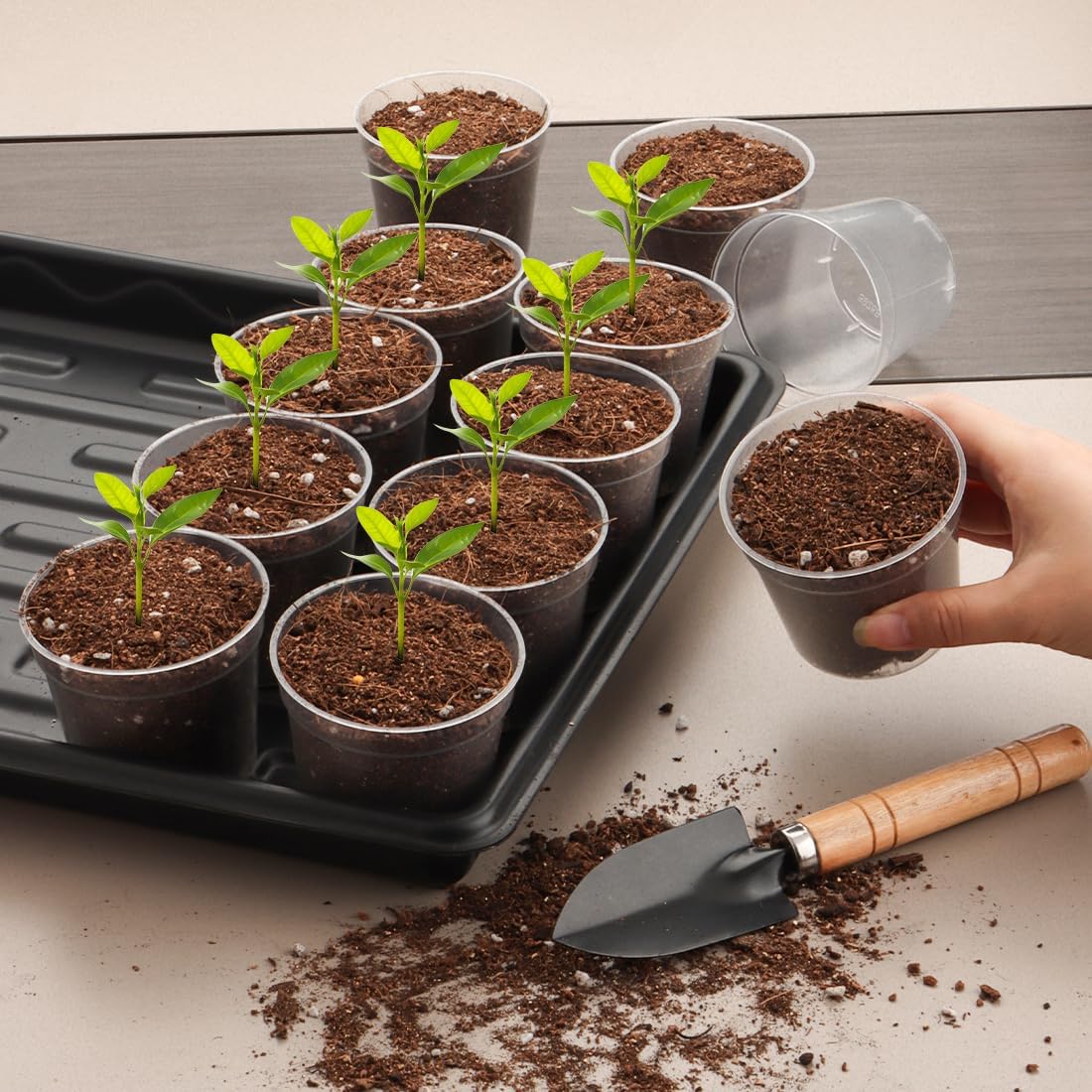 2.5" Clear Seeding Pots 100-Pack Round for Seeds Starter Pots, Seeds Germination Transparent Nursery Pot with Drainage Holes (2.5Inch,100Pcs,Clear)