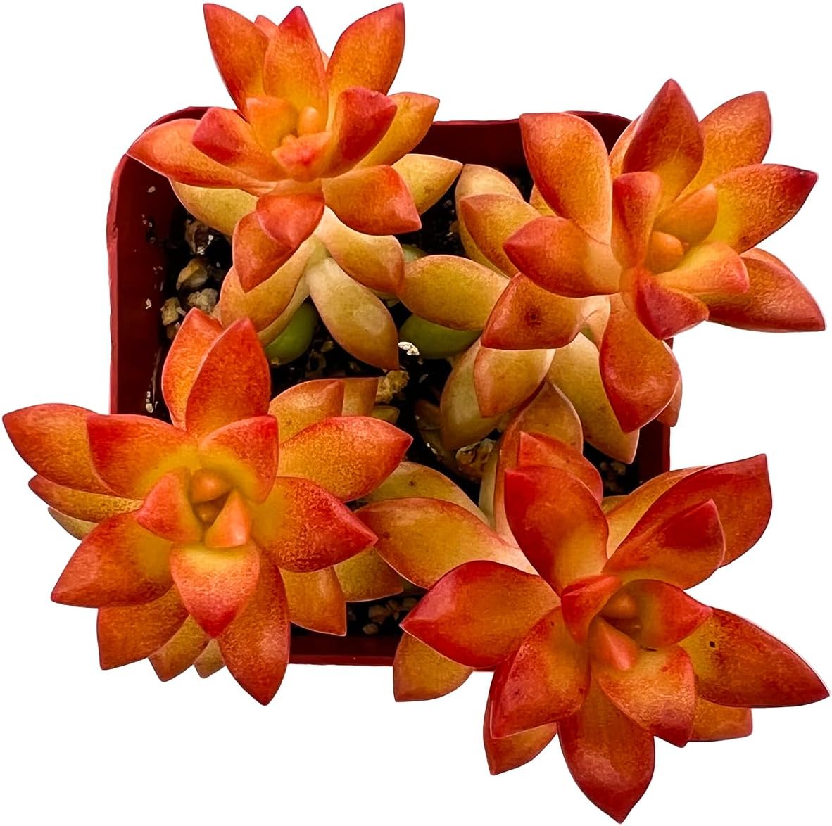 2" Live Succulent 'Sedum adolphii Shooting Stars' - Thumbnail 2