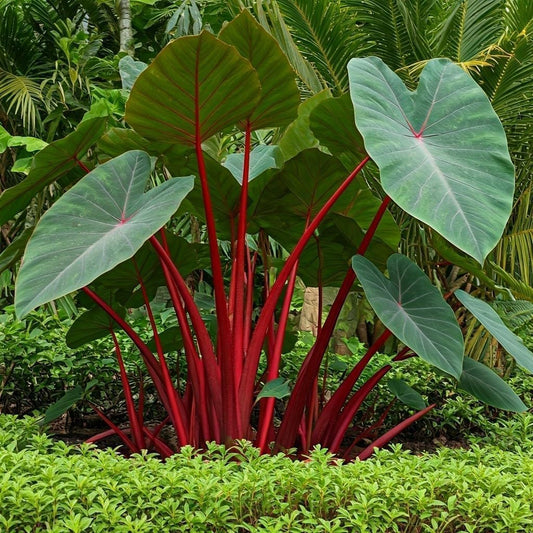 Hawaiian Punch Caladium Bulbs for Planting -Rare Coloring - Perennial Hosta, Elephant Ears, Fancy (5 Elephant Ear Bulbs)