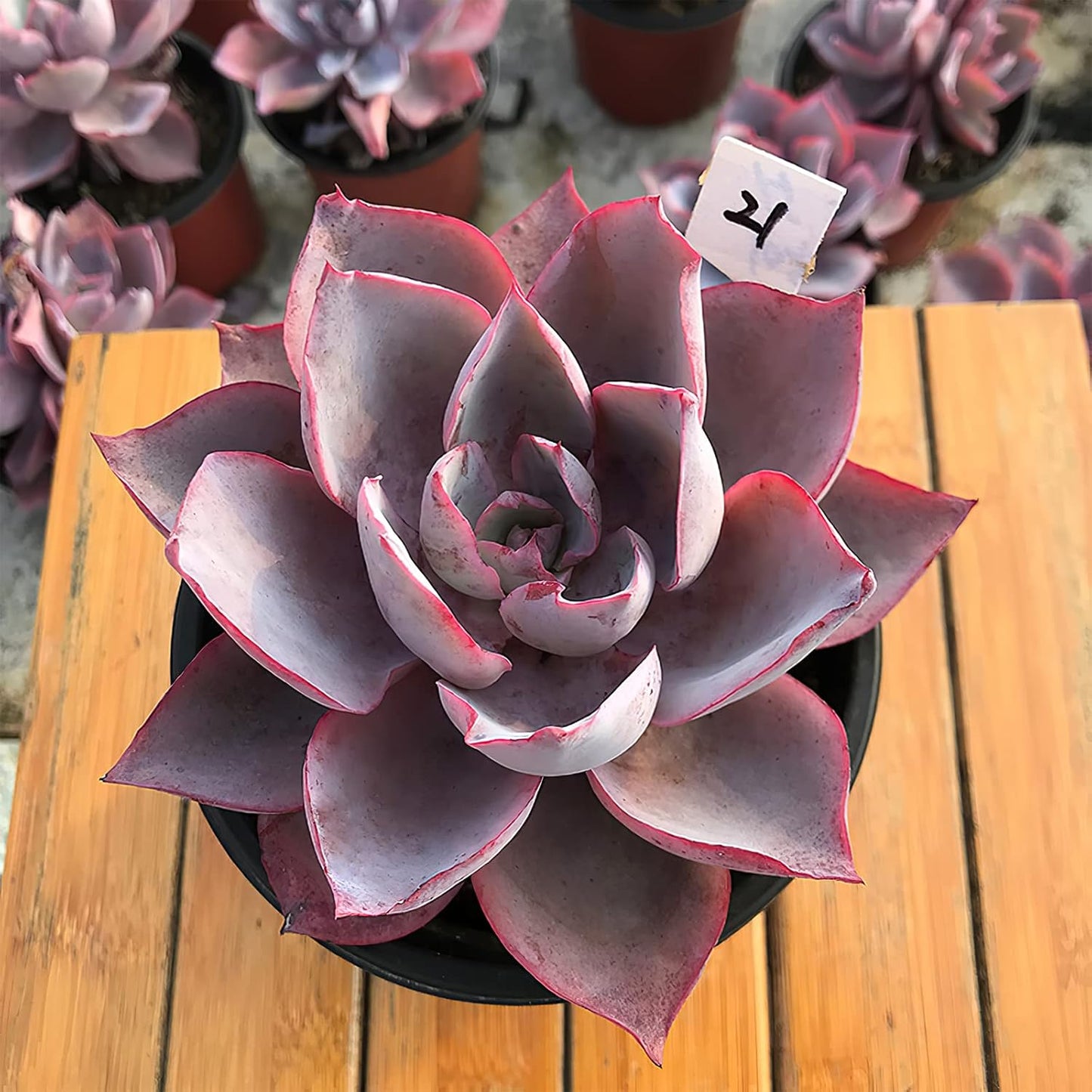 4-inch Succulent Echeveria Afterglow, Live Succulents Plants Fully Rooted in Pots with Soil, Easy-Care House Plants for DIY, Home Office Decoration