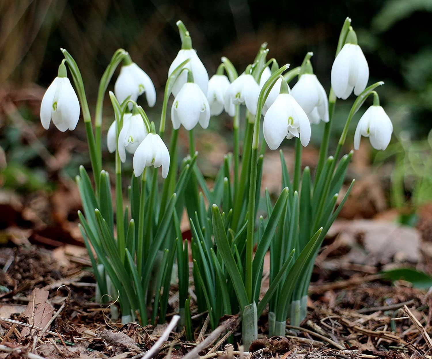 Snowdrops - Galanthus Nivalis