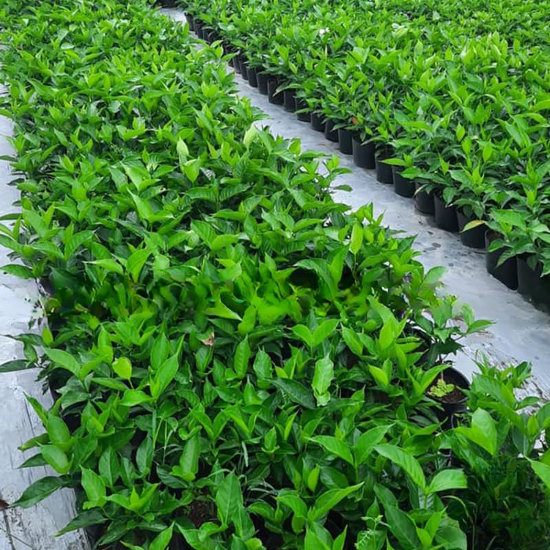 2 Orleans Sambac Jasmine Plants Live, Climbing Jasmine Indoor Outdoor Live, Fragrant, 5-9" in Tall, No Pot, Hardy and Fast-Growing