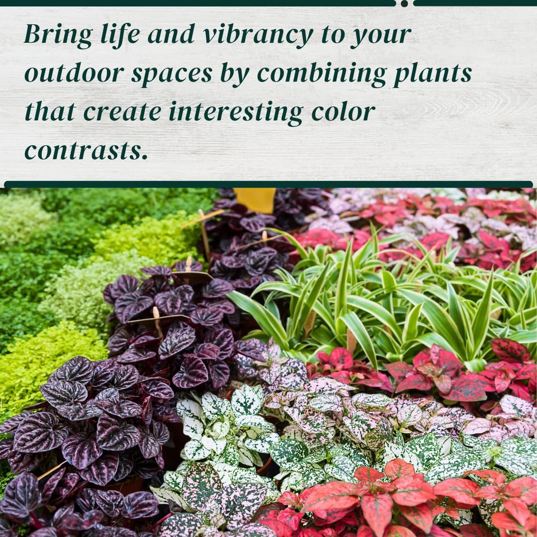 Polka Dot Plant (4-Pack) - Live Houseplants, Small Indoor Plants, Hypoestes White- Colorful, Air-Purifying House Plants