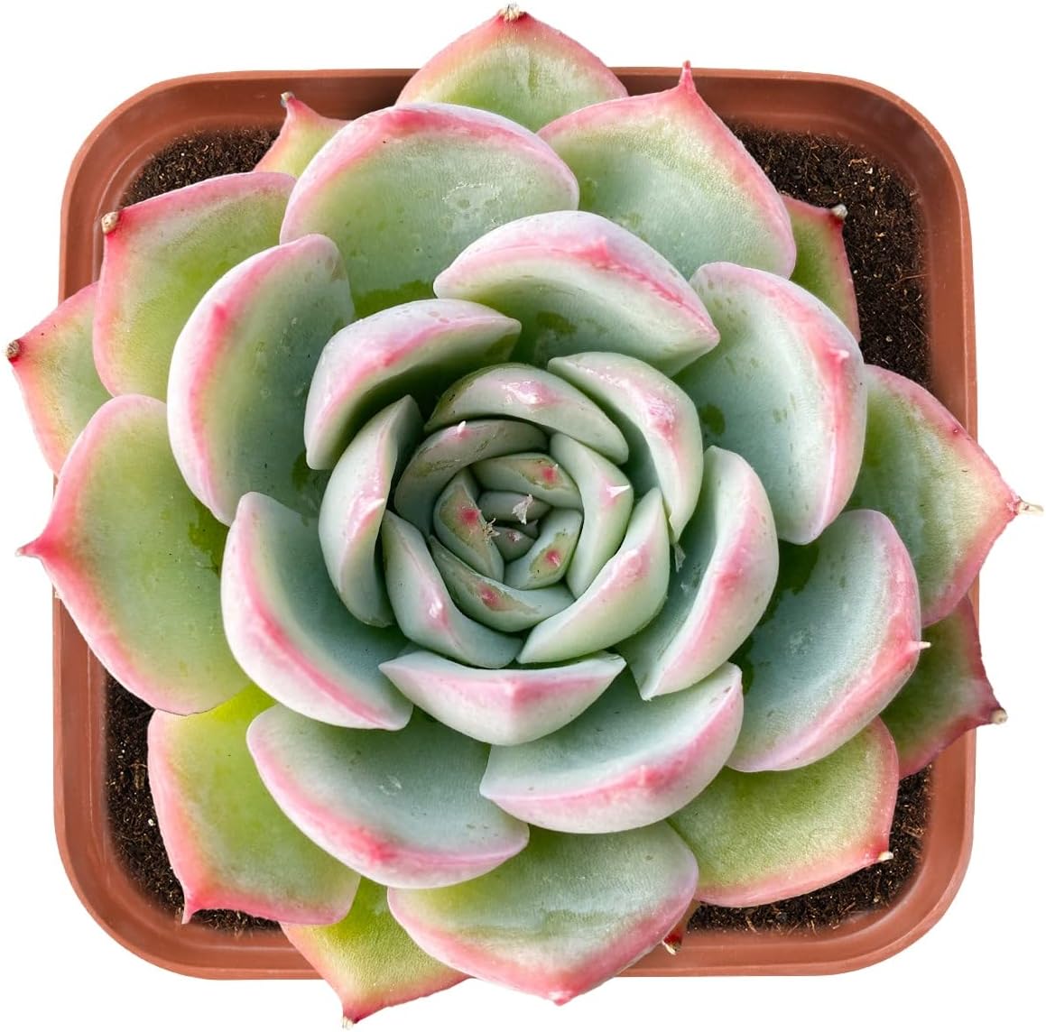 Live Succulent Echeveria 'Silhouette', Approx 2-inch Large, Potted Succulents, Fully Rooted, Easy Care House Plants