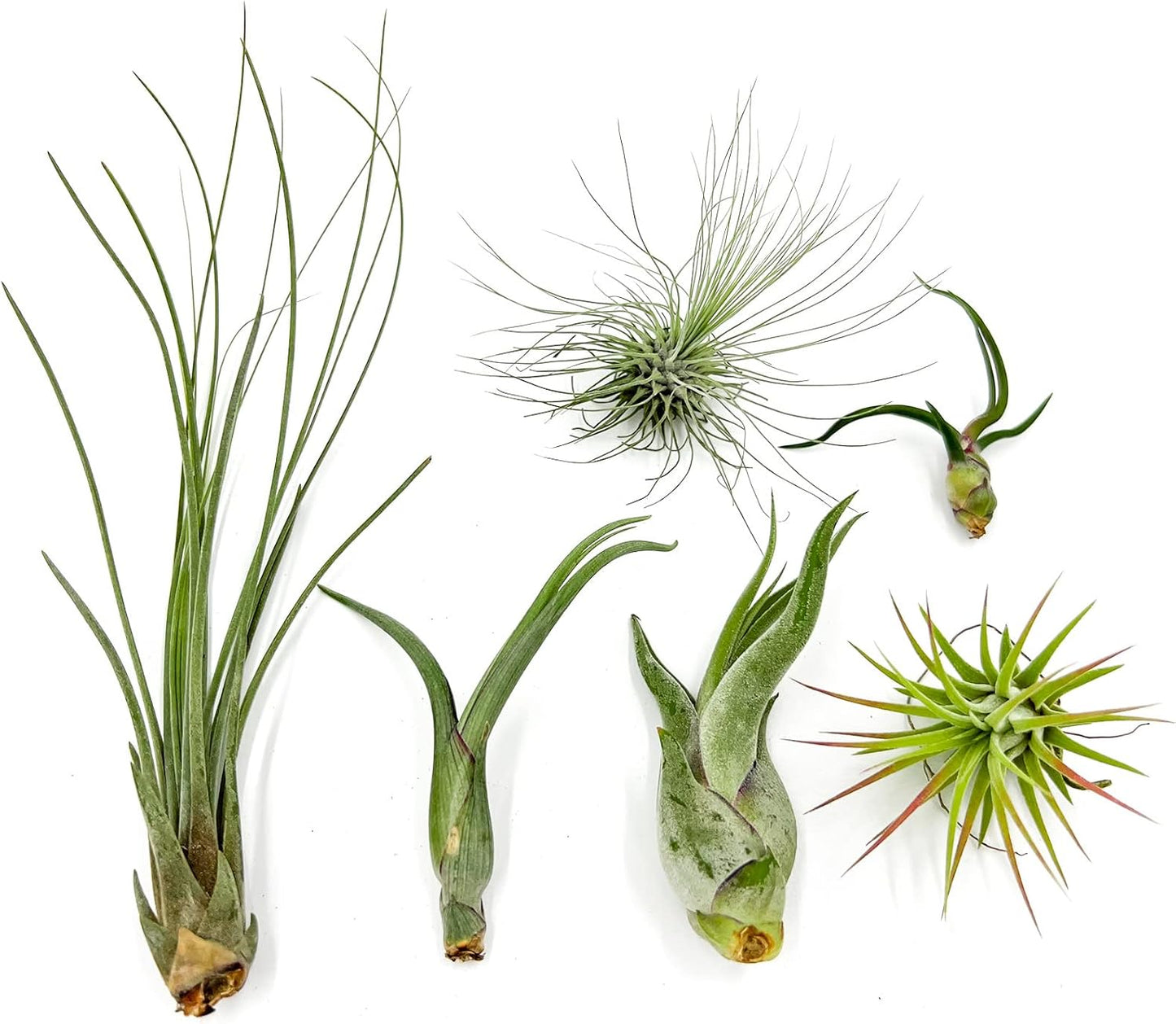 Air Plants - Tillandsia Variety Pack, Regular 1-3" - 6ct - Live Arrival Guaranteed - House Plants for Home Decor & Gift