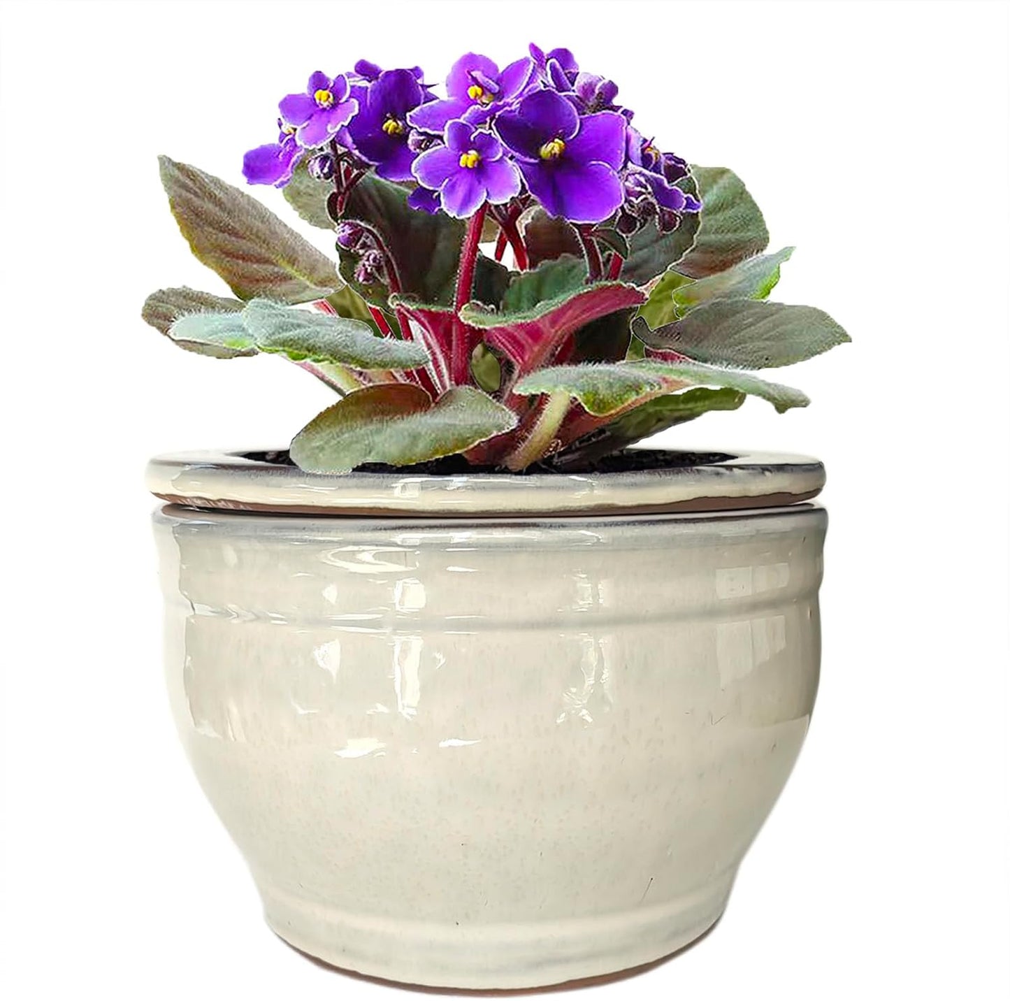 African Violet Pots Self Watering Round Ceramic Violet Pot (White, 6 inch)