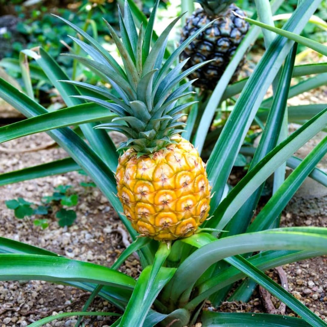 2 Elite Gold Pineapple Plants Live Bushes Shrubs Trees for Planting Outdoor, Fragrant and Sweet Pineapple, Tropical Fruit, 5 to 7 Inces Tall, No Pot