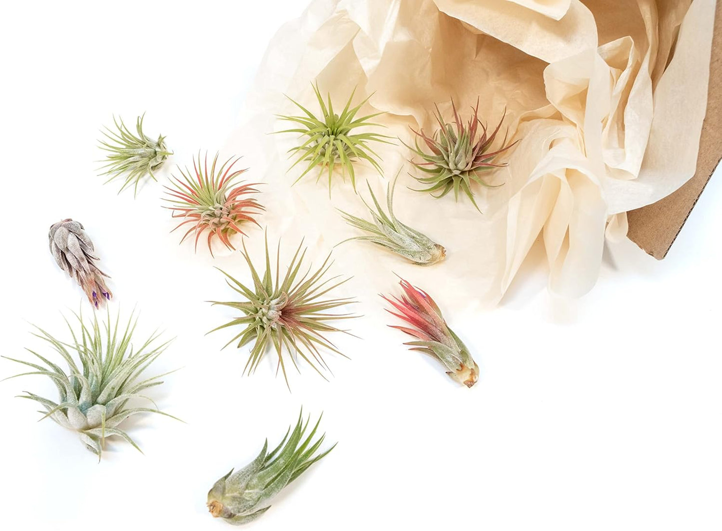 12 Pack Assorted Ionantha Air Plants - Wholesale and Bulk - Succulents - Live Tillandsia - Easy Care Indoor and Outdoor House Plants