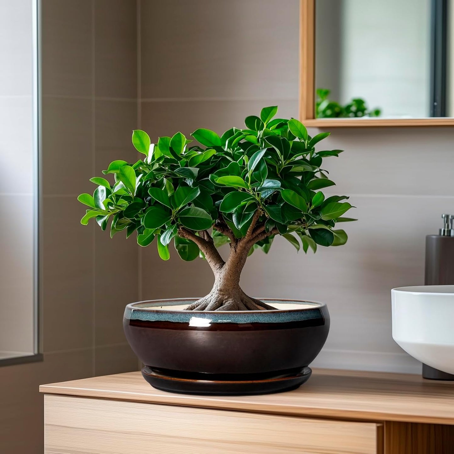 SQOWL Succulent Planters 8 Inch - Ceramic Bonsai Pots with Drainage Hole and Ceramic Saucer, Round Shallow Planter for Indoor Plant, Bowl Planter Outdoor, Desk Decor, Gift for Plant Lover, Blue-Brown