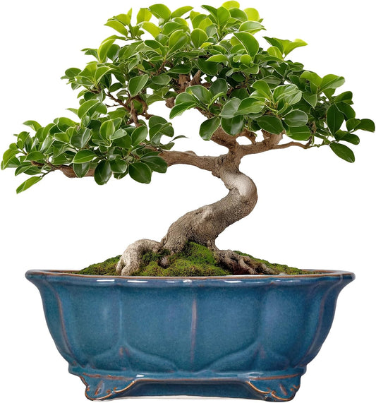Bonsai Tree Pot - 11 Inch Ceramic Succulent Pots, Bonsai Planter for Indoor Outdoor, Decorative Plant Pot with Drainage Hole, Oval Flower Pot, Home Garden Decor, Garden Gifts, Retro Blue