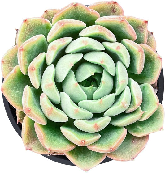Live Succulent Echeveria Red Peach Variegated, Approx 2-inch Large, Potted Succulents, Fully Rooted, Easy Care House Plants