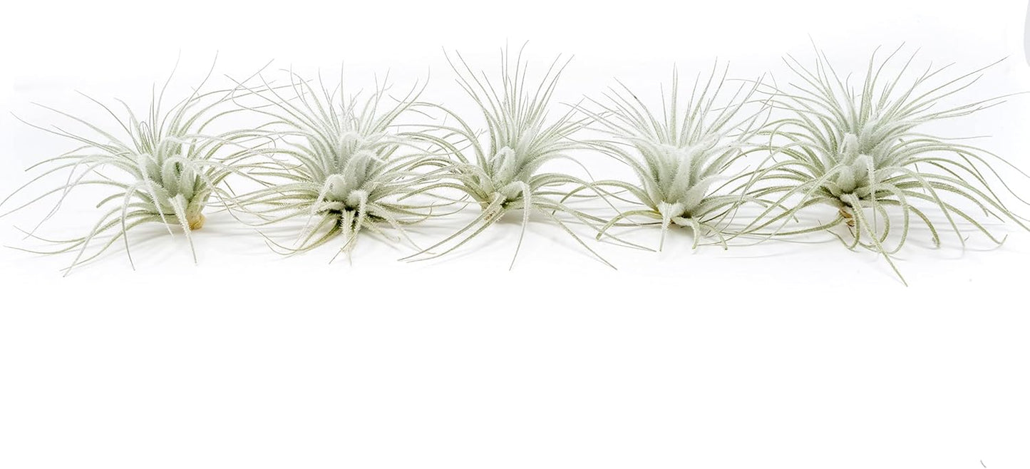 Air Plant Shop 5 Pack Rare Tectorum Ecuador Air Plants - Unique, Bright White, Nursery-Grown Tillandsia House Plant with Fuzzy Trichomes for Terrariums, Driftwood & Living Walls - Wholesale