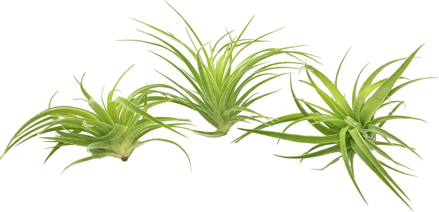 Live Air Plants - Tillandsia Geminiflora 1-3" - 1ct – ragnaroc Live Indoor Plant - Live Arrival Guaranteed - House Plants for Home Decor & Gift