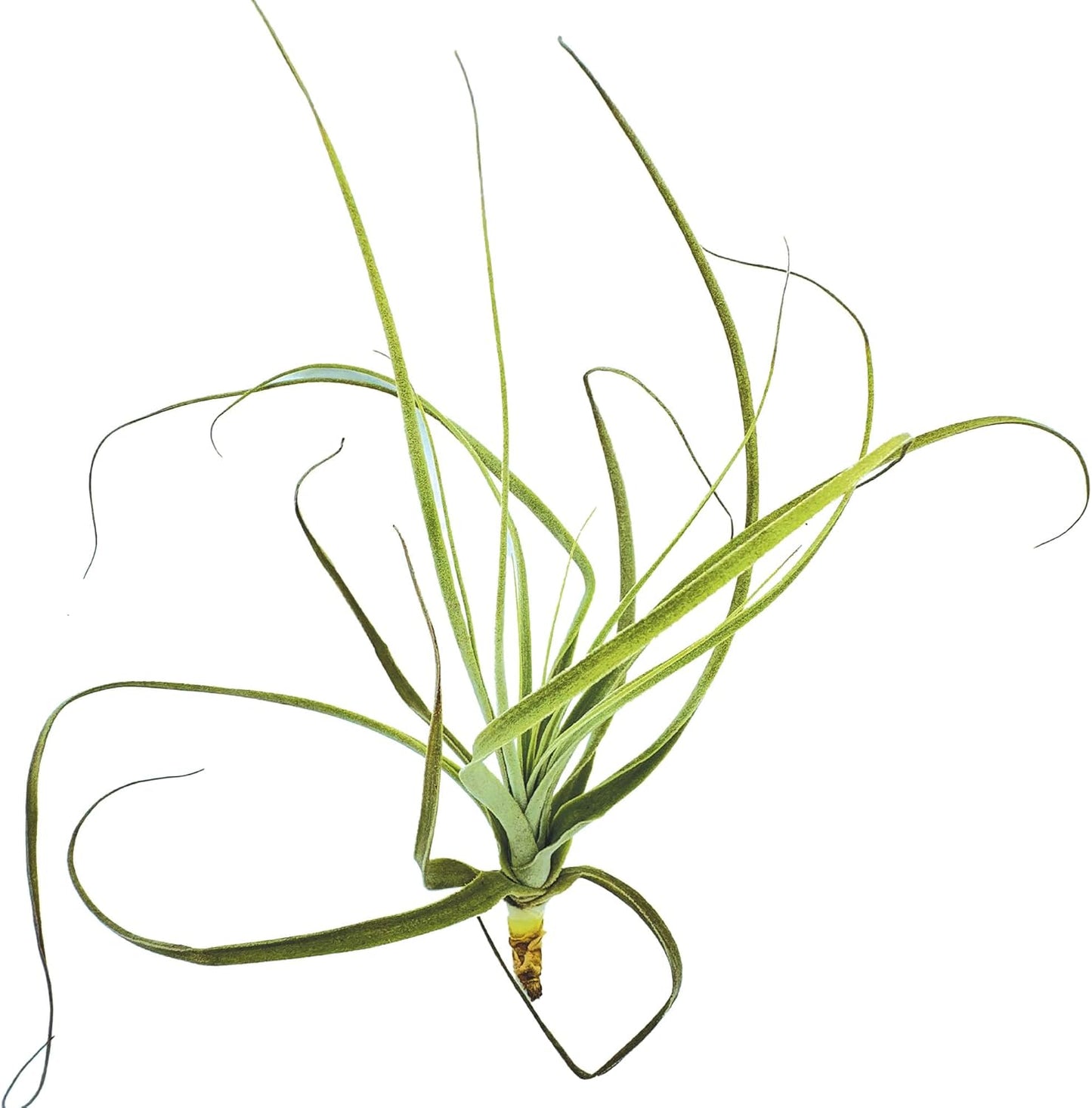 Air Plants - Tillandsia Straminea Jumbo 6-9" - 1ct - Live Arrival Guaranteed - House Plants for Home Decor & Gift