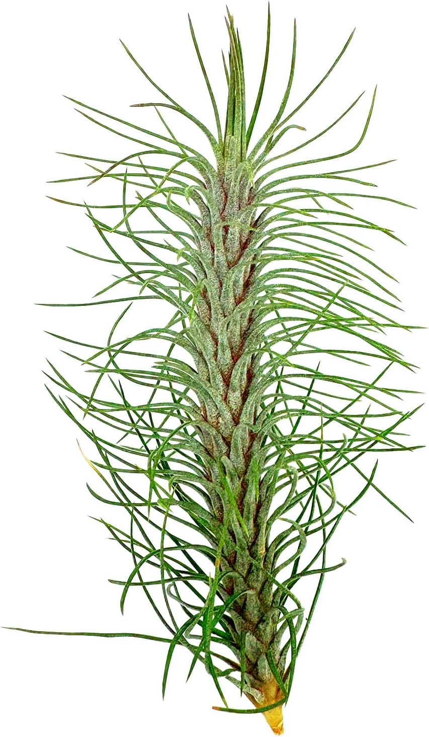 Air Plants - Colombian Tillandsia Funckiana, Large 5" - 1ct - Live Arrival Guaranteed - House Plants for Home Decor & Gift