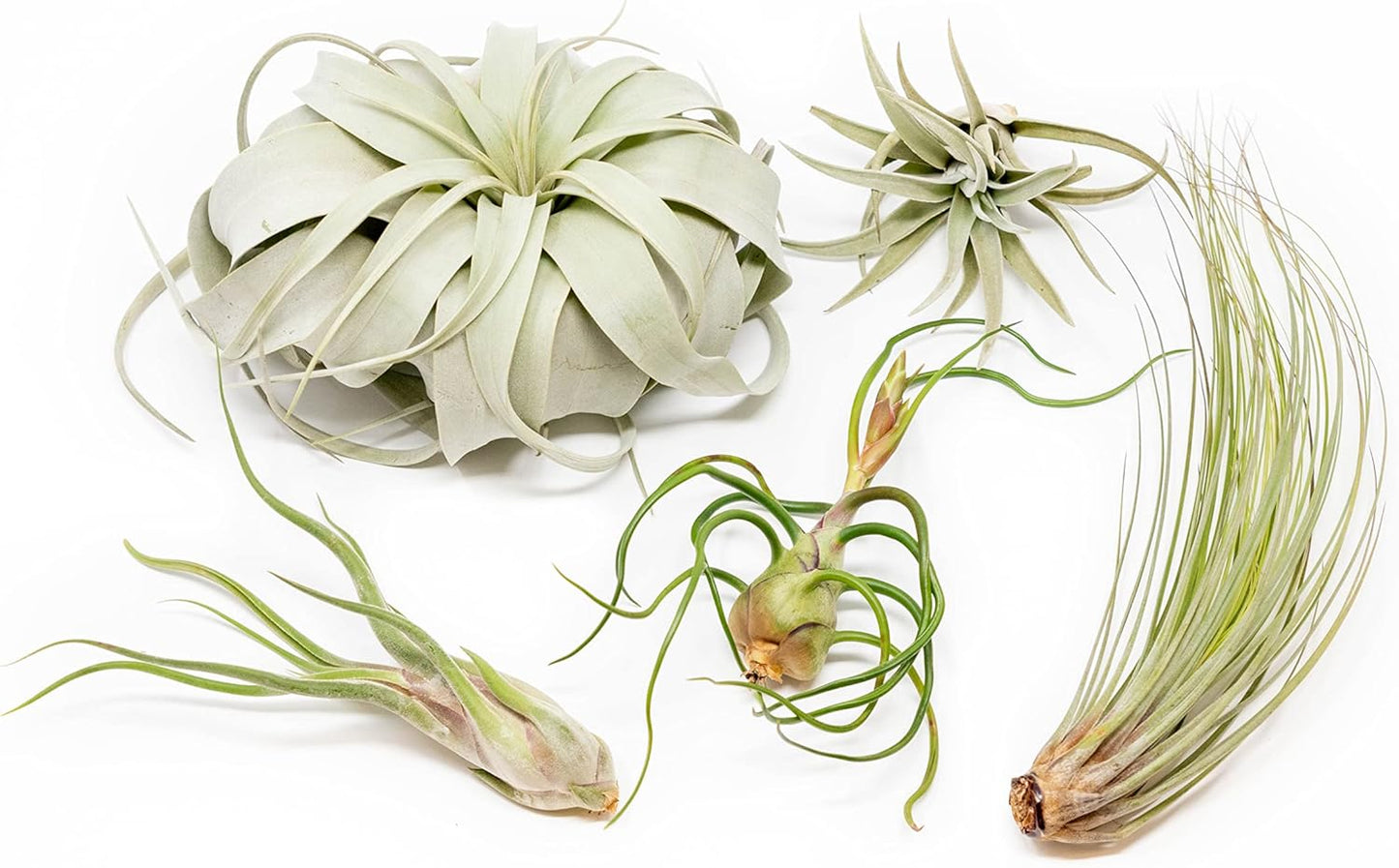 5 Pack of Large Tillandsia Air Plants - Xerographica, Juncea, Bulbosa, Caput Medusae & Harrisii- Live Succulent House Plants Availabe in Wholesale and Bulk - Easy Care Indoor and Outdoor Plant