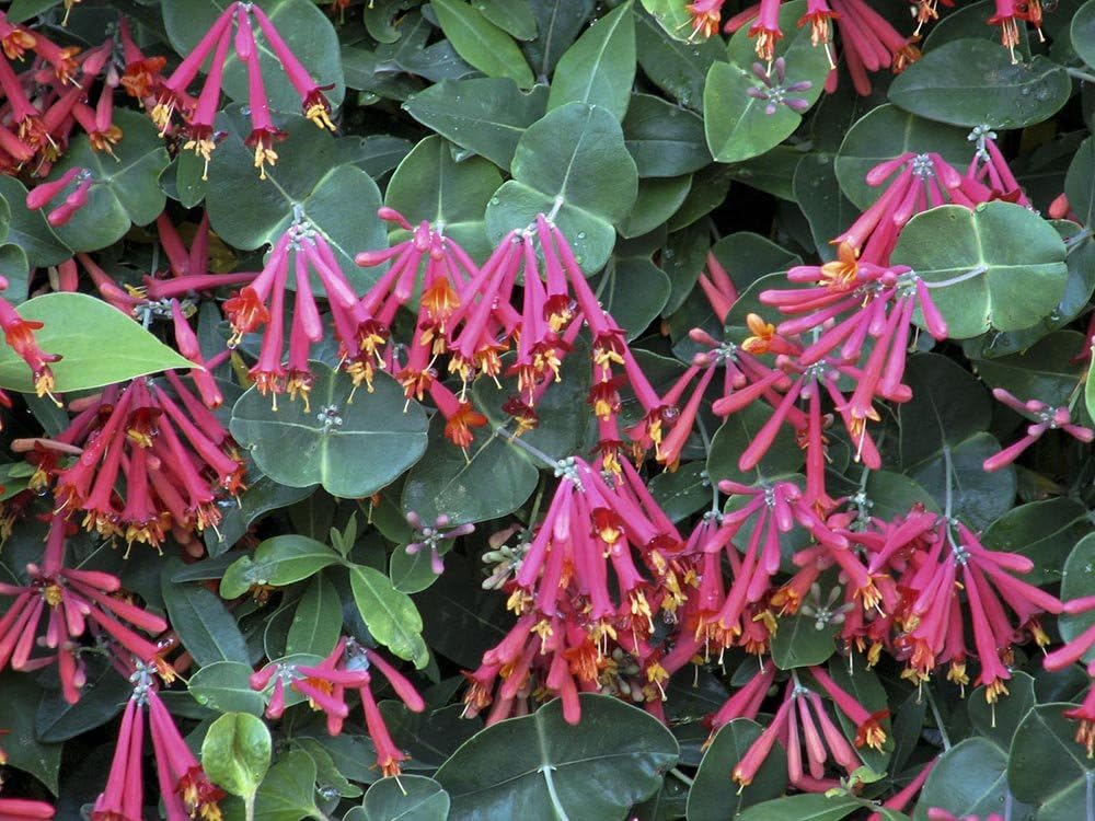 Major Wheeler Honeysuckle Vine - Perennial - Lonicera - 2.5" Pot - Fragrant