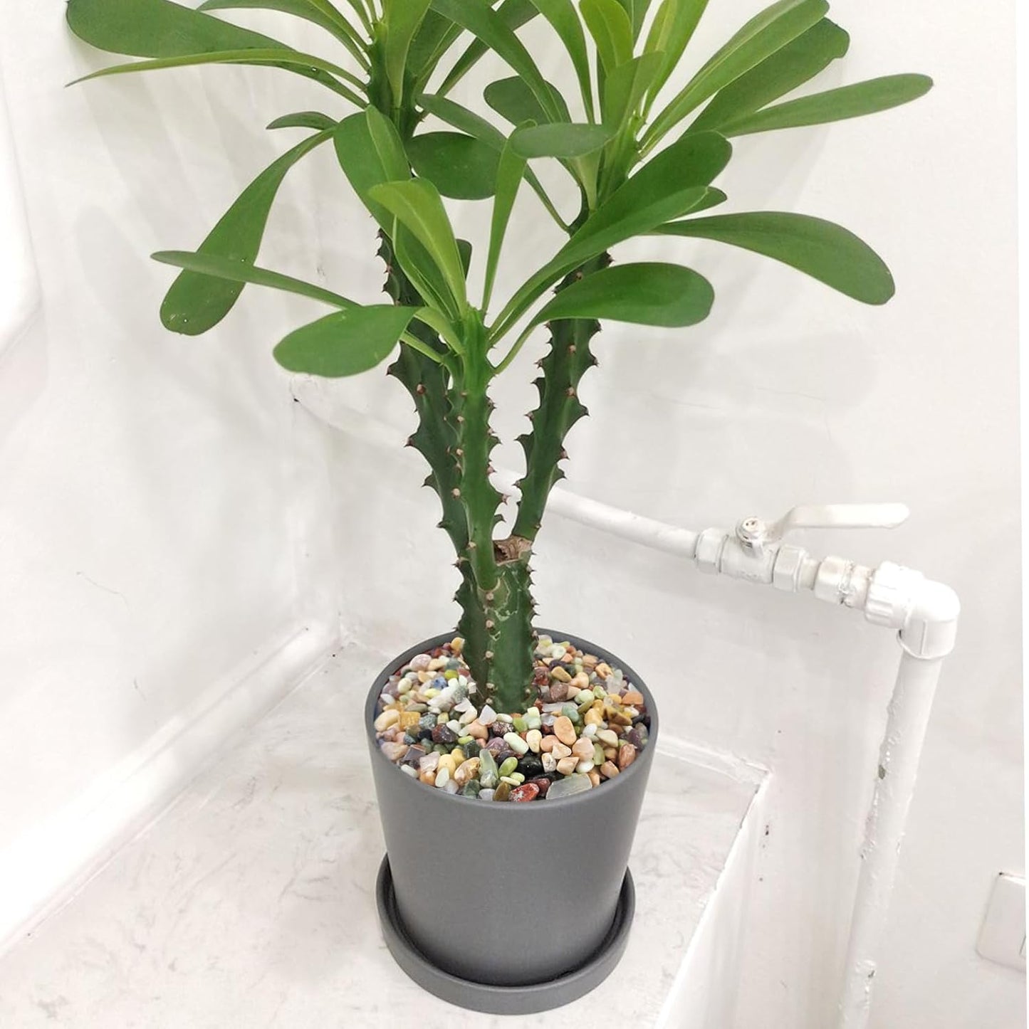 10 lbs Small Succulent Rocks, 3/8 Inch Colorful Polished Pebbles for Indoor Plants. Decorative Rocks for Plants Indoor, Vases, Planters Aquarium and Outdoor Landscaping Garden