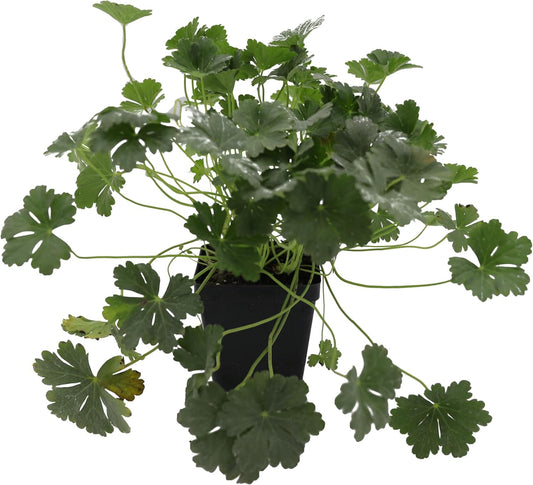 Greenwood Nursery: Live Perennial Plants - 'Biokovo' Cranesbill + Geranium x Cantabrigiense - [Qty: 3X Pint Pots] - (Click for Other Available Plants/Quantities)