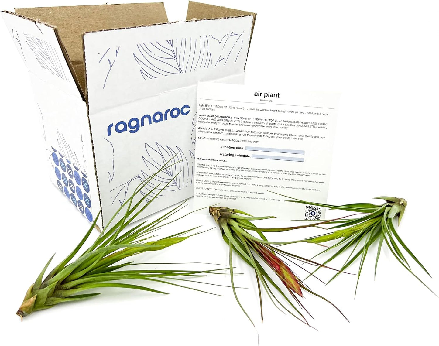 Air Plants - Flowering Tillandsia Melanocrater Tricolor, Large 5" - 3ct - Live Arrival Guaranteed - House Plants for Home Decor & Gift