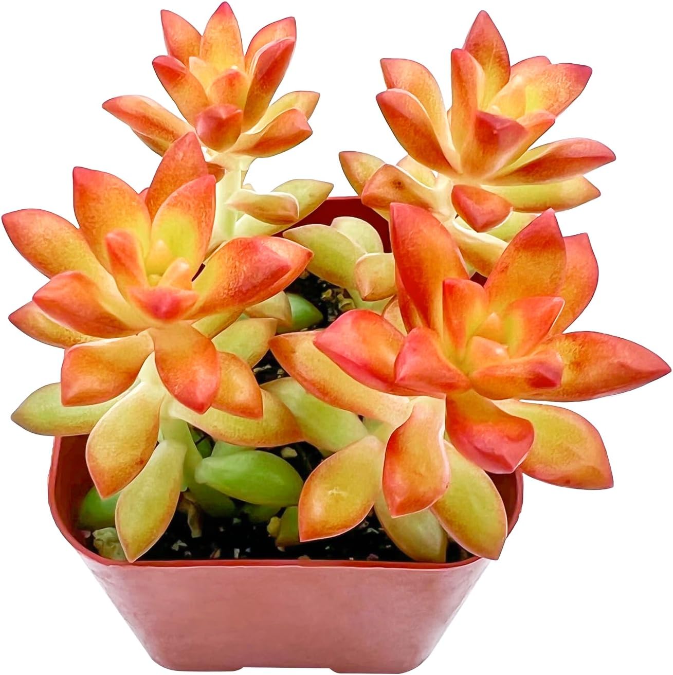 2" Live Succulent 'Sedum adolphii Shooting Stars'