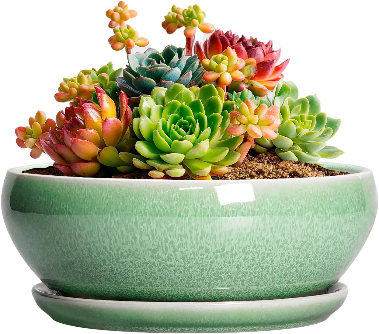 SQOWL Succulent Pots 6 Inch - Ceramic Bonsai Planter for Indoor Plants Outdoor, Shallow Planter with Drainage Hole and Tray, Round Planters for Cactus Flower, Office Decor, Gardening Gifts, Green