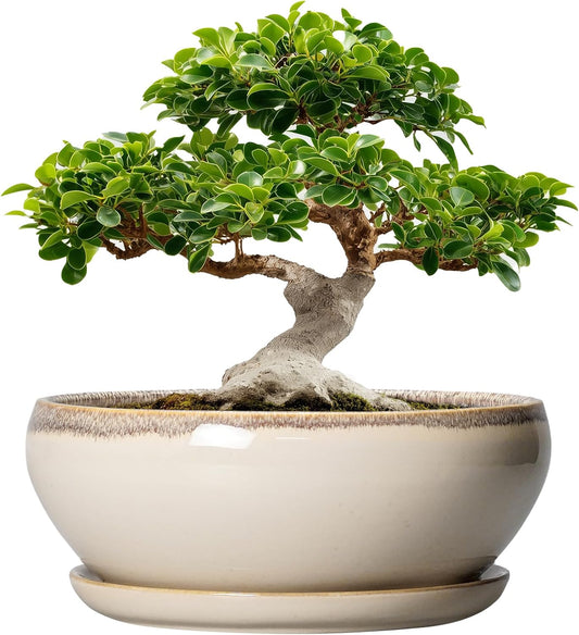 SQOWL Bonsai Pots 12 Inch - Large Ceramic Succulent Planters, Shallow Planter with Drainage Hole and Saucer, Round Bowl Planter for Indoor Outdoor Plants, Home Decor, Plant Lover Gifts, Beige