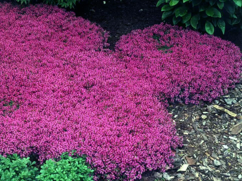 20,000+ Creeping Thyme Seeds Ground Cover, Non-GMO Perennial Flower Seeds, Hardy Thymus Serpyllum, Creeping Phlox Alternative for Landscaping & Garden Paths (Hot Pink)