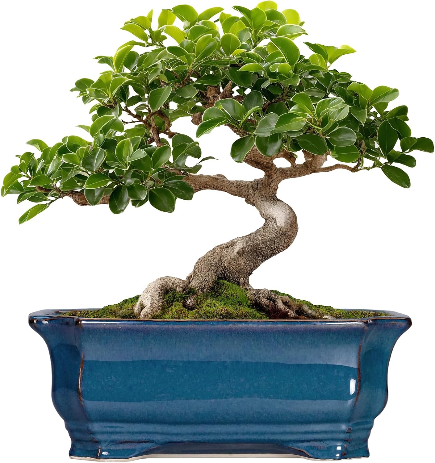 Bonsai Pots 11.6 Inch - Ceramic Succulent Pots with Drainage Hole, Rectangular Planter for Indoor Outdoor, Decorative Ceramic Flower Pot, Home Garden Room Decor, Plant Lover Gifts, Retro Blue