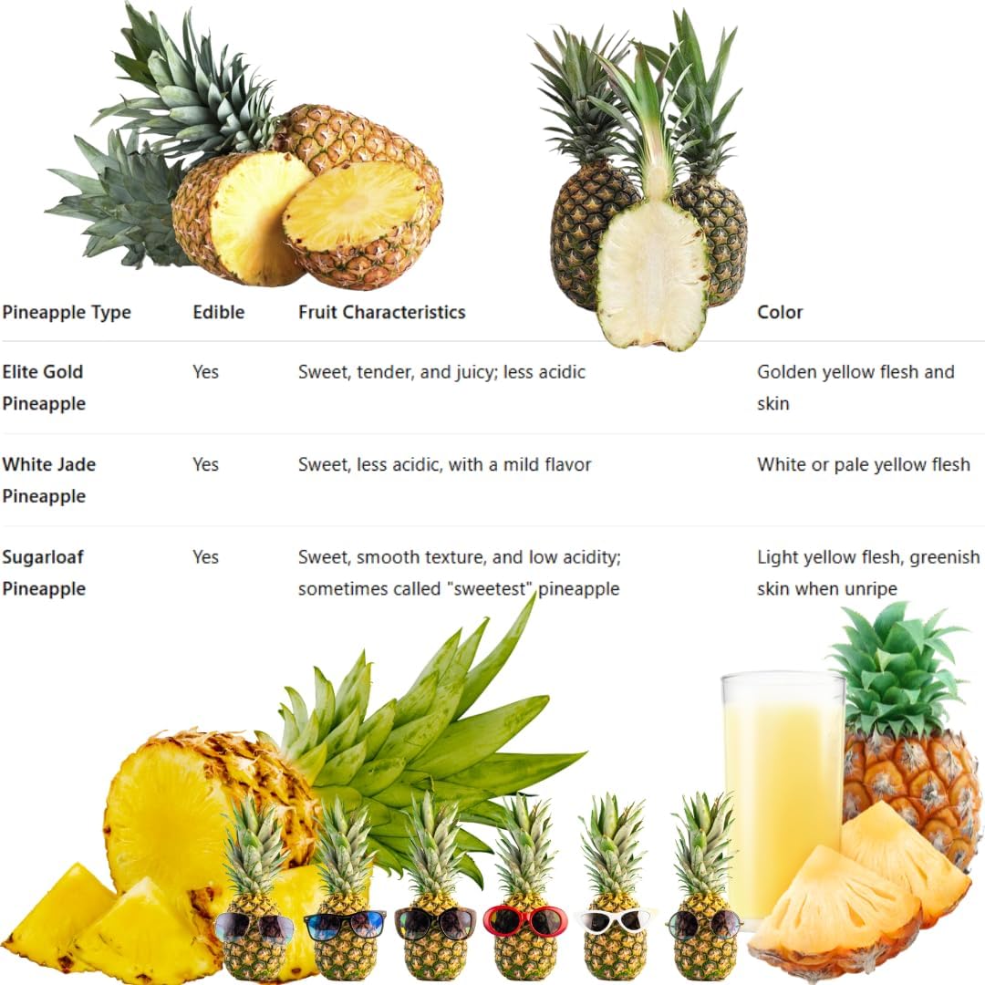 2 Elite Gold Pineapple Plants Live Bushes Shrubs Trees for Planting Outdoor, Fragrant and Sweet Pineapple, Tropical Fruit, 5 to 7 Inces Tall, No Pot