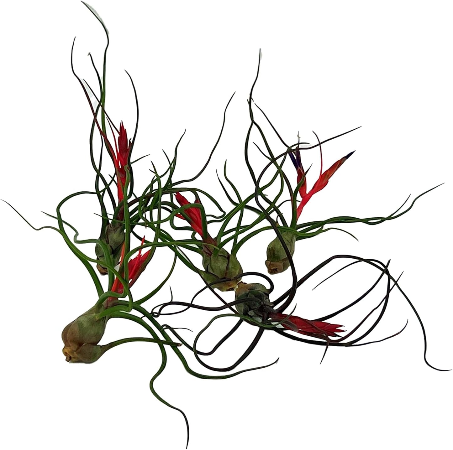 Air Plants - Flowering Tillandsia Bulbosa Guatemala, Large 3-5" - 5ct - Live Arrival Guaranteed - House Plants for Home Decor & Gift
