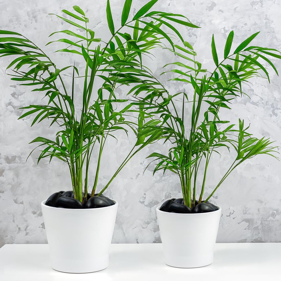 20lbs Black Pebbles for Landscaping, 2-3 Inch High Polished Natural Large River Rocks for Plants, Decorative Stones Vase Filler Fish Tank Aquariums Garden Outdoor and Indoor DIY