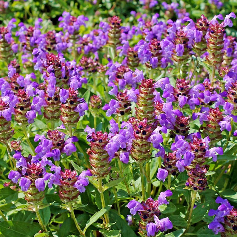 Premium Prunella Vulgaris Seeds - 700+ Non-GMO Self Heal Herb Seeds for Planting - Heirloom Medicinal Herb, Attracts Pollinators - Easy to Grow for Garden, Indoors or Outdoors (Prunella vulgaris)