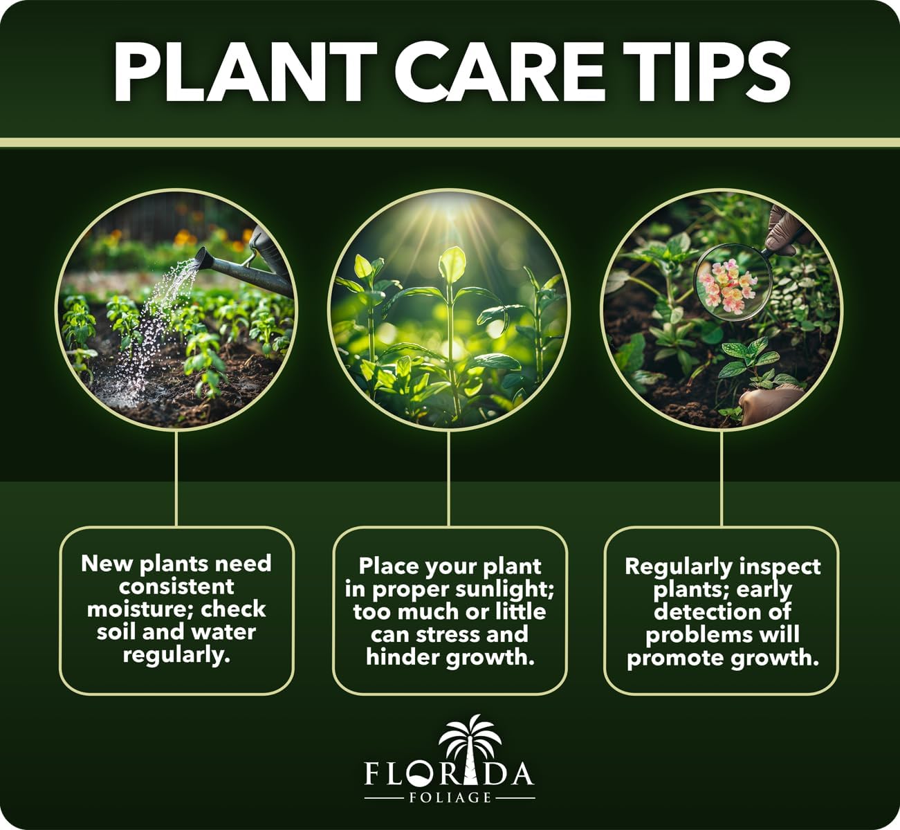 Heavenly Bamboo - Nandina Domestica - 3 Live Gallon Size Plants - Beautiful & Colorful Low Maintenance Foliage