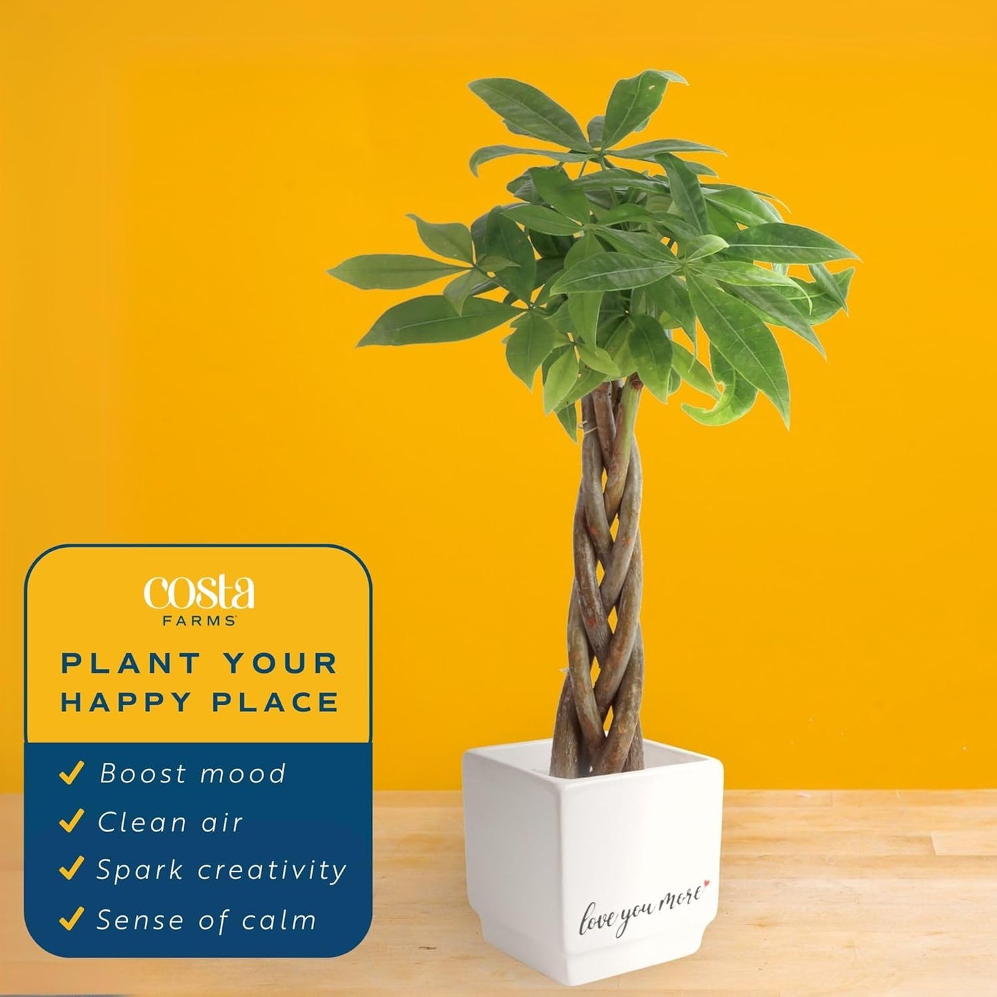 Costa Farms Money Tree Live Plant | 8-10 Inches Tall | Easy to Grow Indoor Houseplant in 2.5 Inch Cute Planter | Live Bonsai Home, Office, or Room Decor | Gardening, Birthday, and Housewarming Gift
