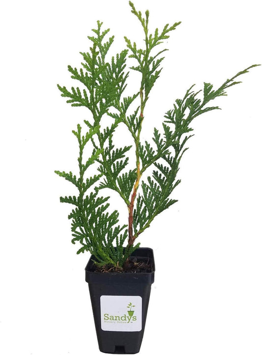 Thuja Green Giant Arborvitae Tree, 16-20+ Inches Tall, Lot of 15, 3 Inch deep Pot