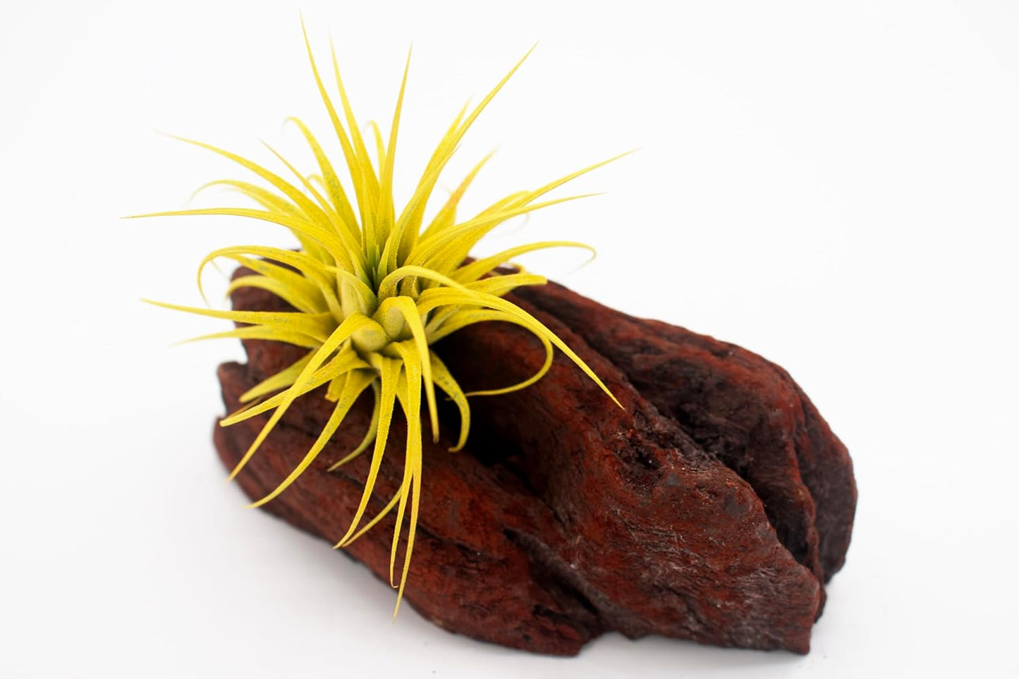 Live Extra Large Tillandsia Ionantha Guatemala Colorful Air Plant 3+ inch Enhanced Color Easy Care Indoor Outdoor Home Decor Gift Airplant by Awesome Industries (Yellow XL)