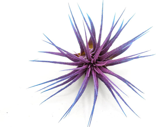 Dyed Tillandsia Ionantha Guatemala Enhanced Colored Colorful Air Plant Live Easy Care Indoor Outdoor Home Decor Gift Airplant by Awesome Industries Live Arrival Guaranteed (Twilight)