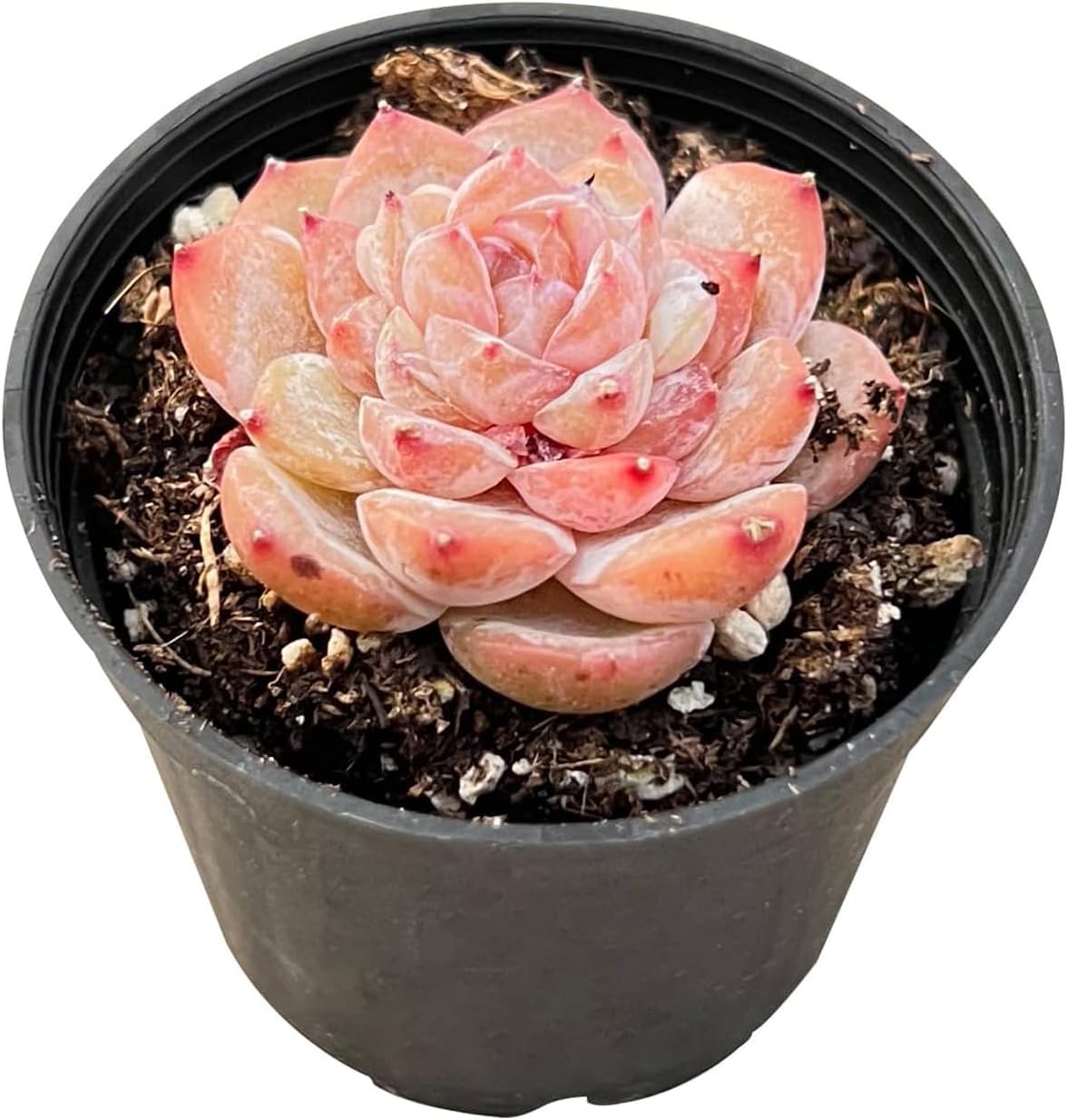 2" Rare Succulent Echeveria 'ICY Lau i' Sugar Heart, Live Succulents Plants Fully Rooted in Grower Pots, Unique Gift for Wedding Favor, Party Favor