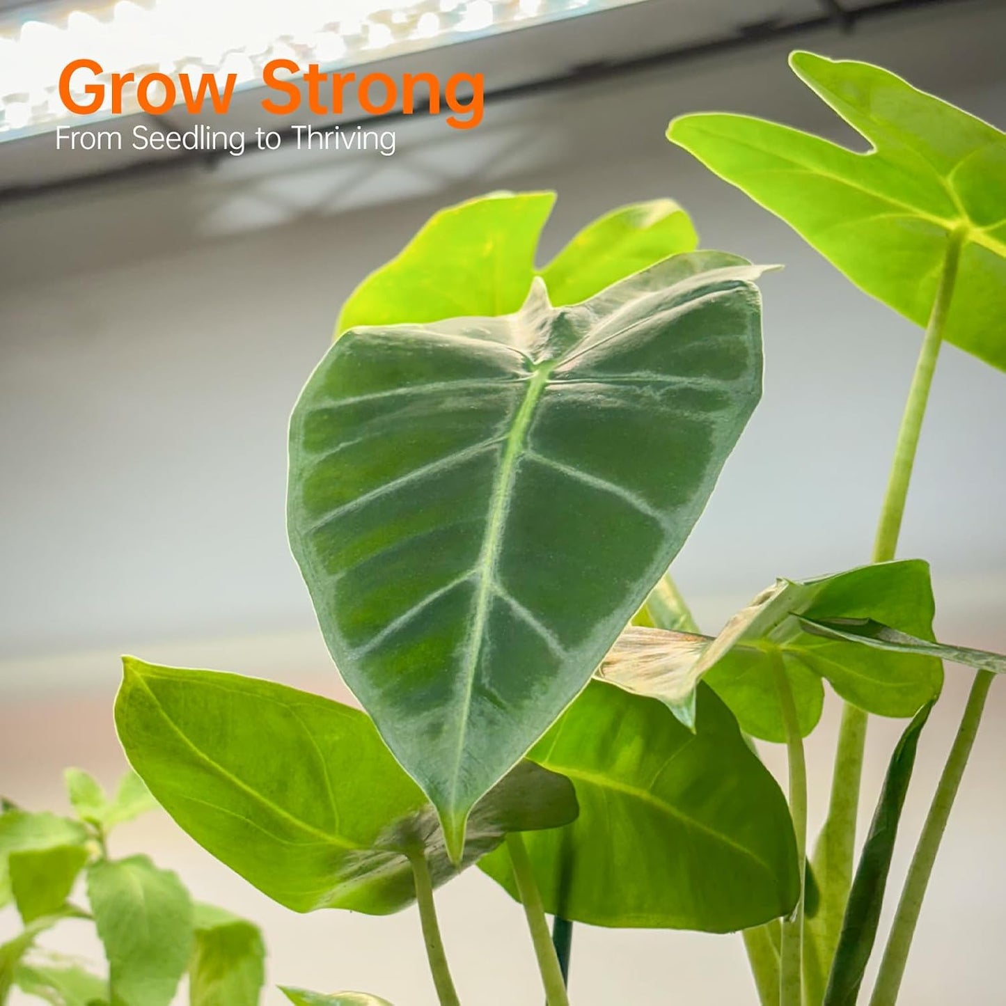 Indoor Greenhouse with Grow Light, Mini Green house with 4 Pack 24W Full Spectrum Plant Lights with Timer, Plant Shelf with Tent for Indoor Plant, Seed Starting, Seed Tray, 23.5"x13.8"x59"