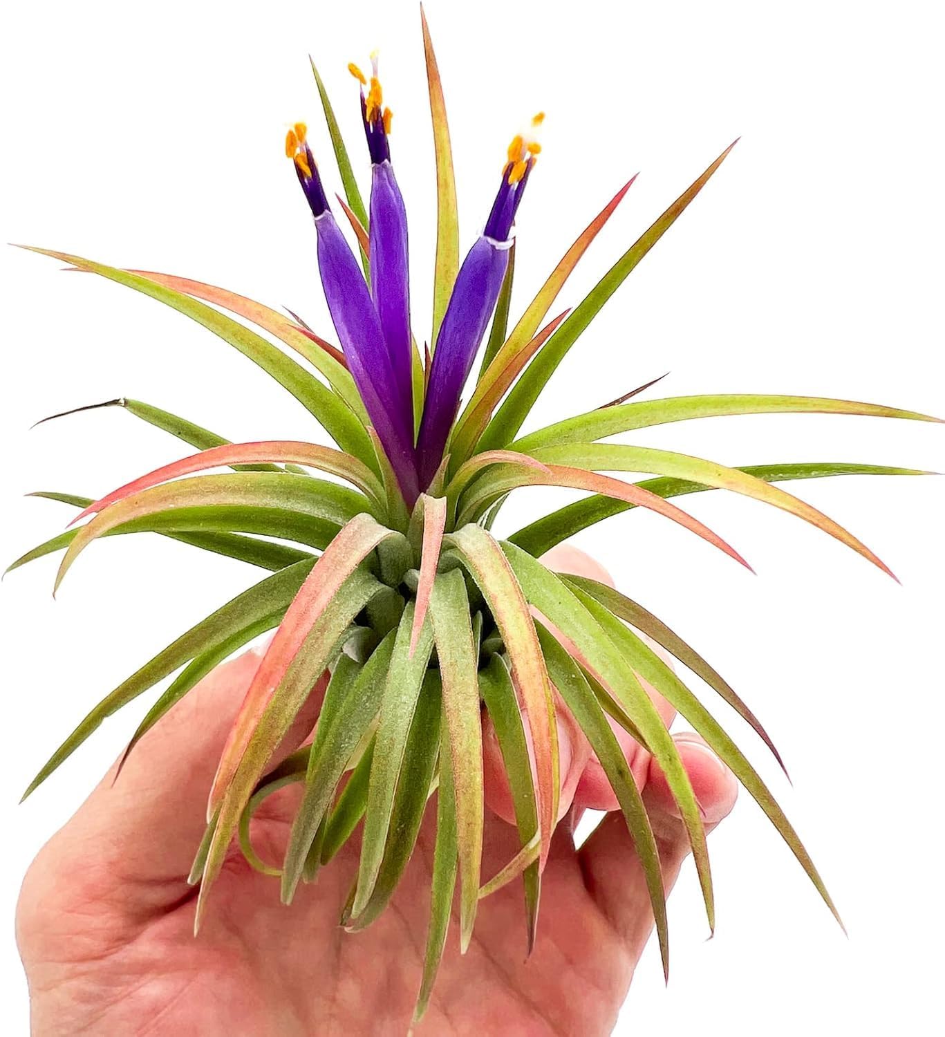 Air Plants - Tillandsia Ionantha Pack, Regular 1-3" - 5ct - Live Arrival Guaranteed - House Plants for Home Decor & Gift