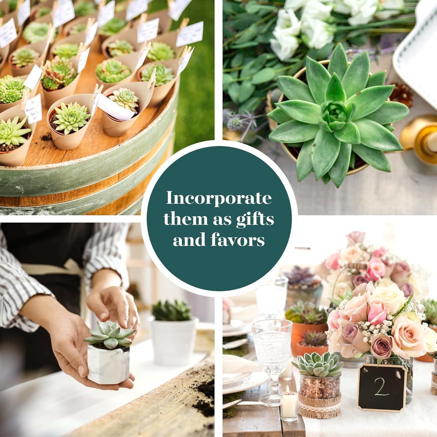 Shop Succulents Rosette Succulent Plant Pack Collection - Live Mini Succulent Plants, Low Maintenance, Floral Shaped Mix of Colors & Textures - Wedding and Party Favors, Gift & Garden, Pack of 6