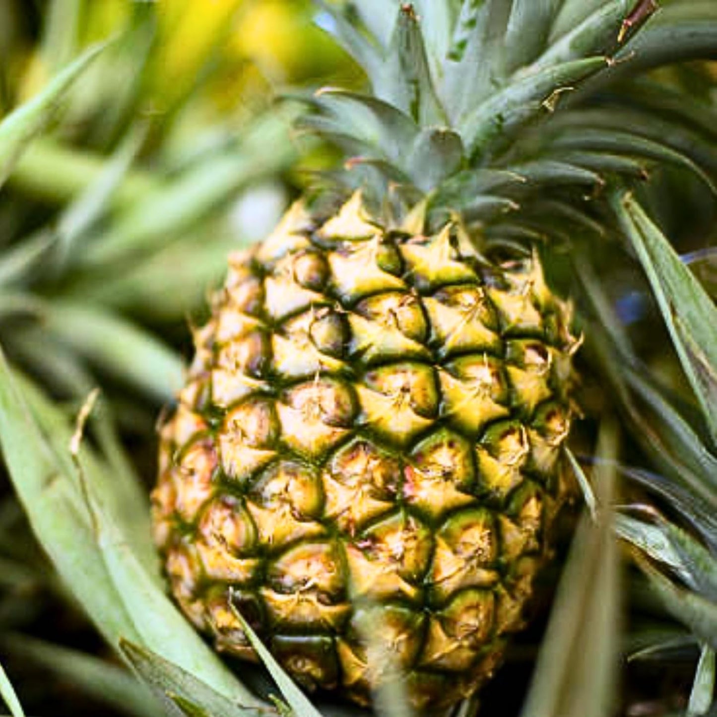 2 Sugarloaf Pineapple Plants Live, 5-9 Inc Tall, Pineapple Fruit Trees Live Plants, Pineapple Seedlings
