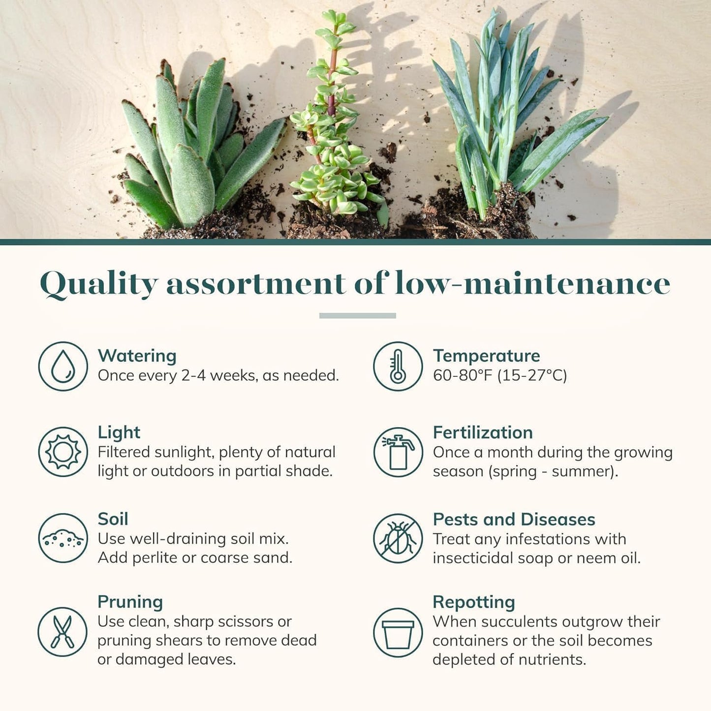Shop Succulents Assorted Succulent Plant Pack Collection - Live Mini Succulent Plants, Low Maintenance, Mixture of Colors & Textures - Wedding and Party Favors, Gift & Garden, Pack of 256