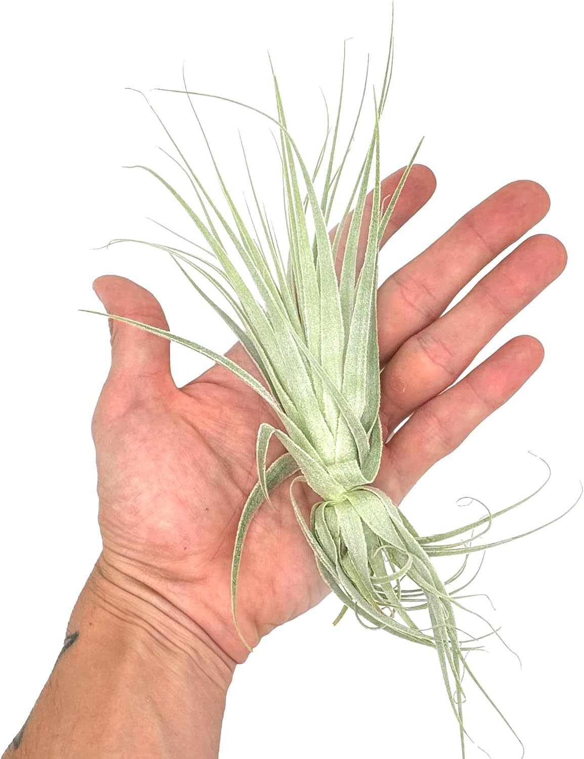 Live Air Plant - Tillandsia Gardneri 5-7” - 5ct - ragnaroc Rare Collectors Indoor Tropical Plant - Live Arrival Guaranteed - House Plants for Home Decor & Gift