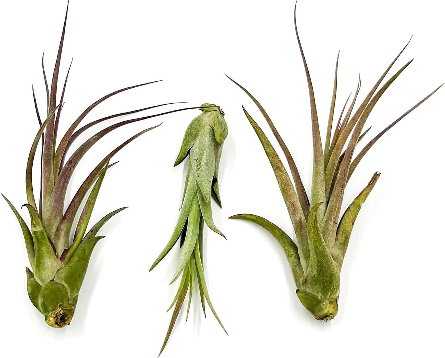 Live Air Plant – Tillandsia Capiput, Jumbo 6-9” - 5 ct - Live Arrival Guaranteed - House Plants for Home Decor & Gift