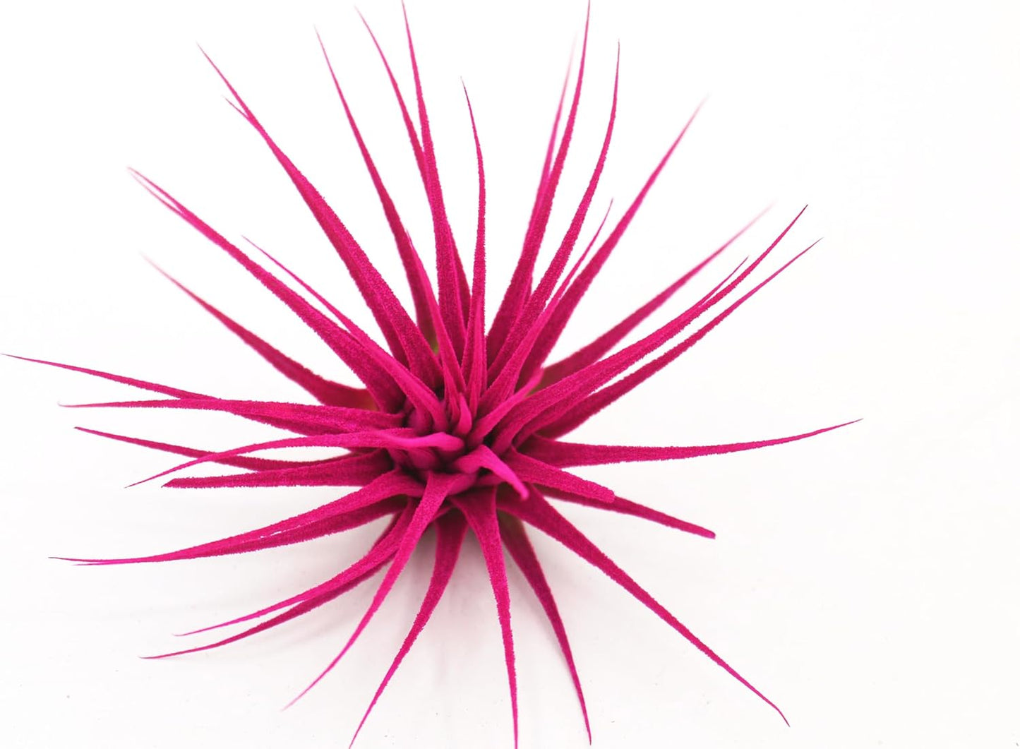 Dyed Tillandsia Ionantha Guatemala Enhanced Colored Colorful Air Plant Live Easy Care Indoor Outdoor Home Decor Gift Airplant by Awesome Industries Live Arrival Guaranteed (Pink)