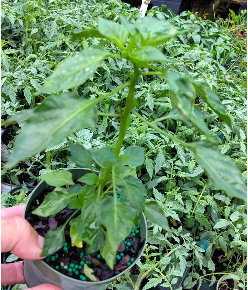 2 Pequin Hot Pepper Plants Live in 2.5 Inch Pot for Planting Outdoor, 2 Plants in 1 Pot
